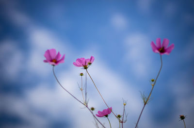 Close-up of pink cosmos flowers