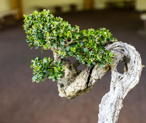 Close-up of moss growing on wood