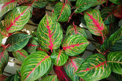 Top view of pink and green aglaonema leaves.