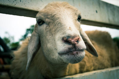 Close-up portrait of goat at farm