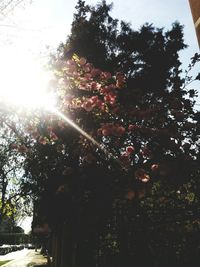 Low angle view of trees against sky