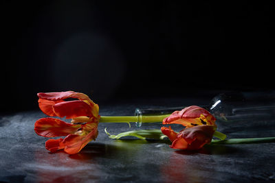 Close-up of red roses against black background