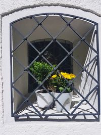 Close-up of potted plant on window