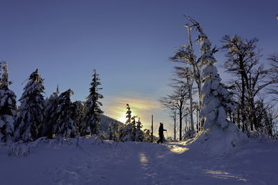 Trees on snow covered field against sky