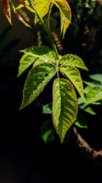 Close-up of green leaves