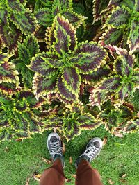 Low section of person standing by plants