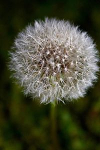 Close-up of dandelion flower