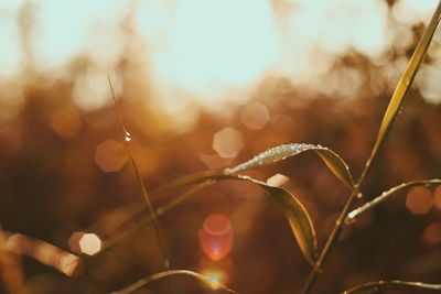 Close-up of plant against sky during sunset