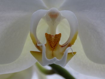 Close-up of heart shaped flower