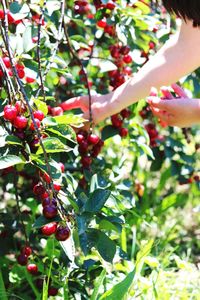 Red berries growing on tree