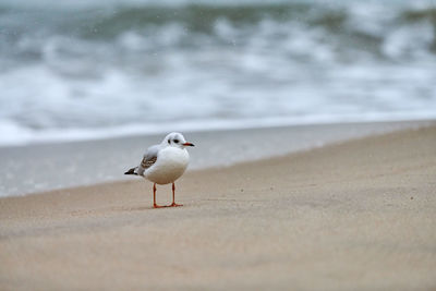 Seagull on beach