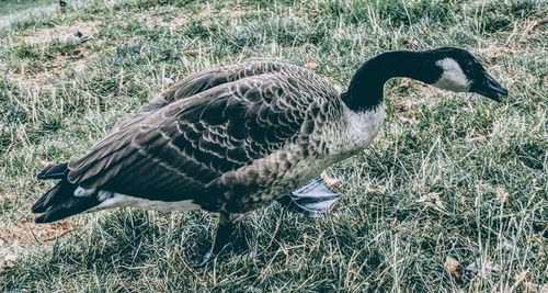 Close-up of bird perching on grass