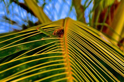 Close-up of insect on plant