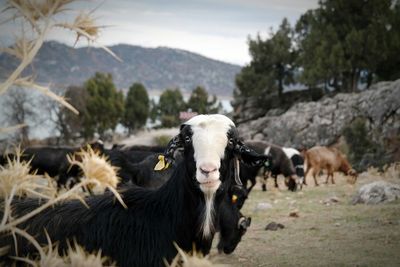 Close-up of goats on landscape against sky