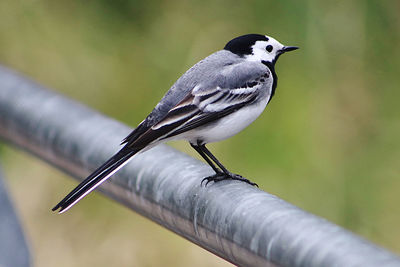 Close-up of bird perching on a pipe