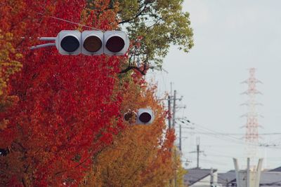 Low angle view of road signals amidst autumn trees against sky