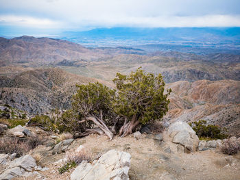 Small weathered pine tree on outlook over desert valley