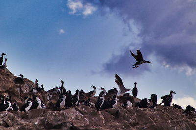 Royal cormorants on a rock in the beagle canal near ushuaia