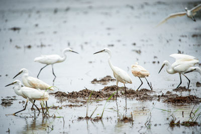 Seagulls on a lake