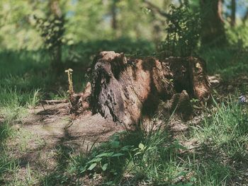 View of tree stump in forest