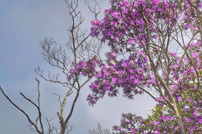 Pink flowers blooming on tree