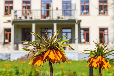 Close-up of red flowering plants against building