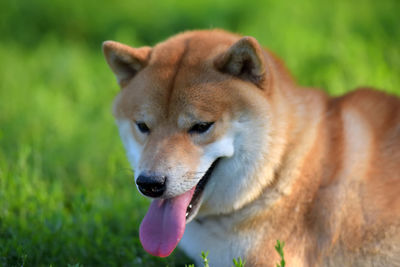 Close-up of dog looking away