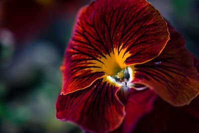 Close-up of red flower against blurred background