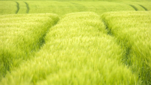 Lines in a green field with beautiful unique wheat in young stage in a green 16x9 photography