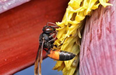 Close-up of bee pollinating on yellow flower