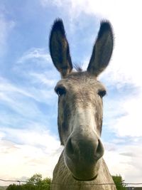 Close-up portrait of horse against sky