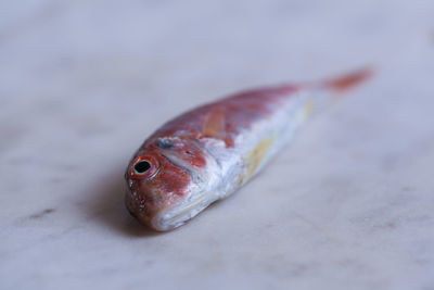 Close-up of fish