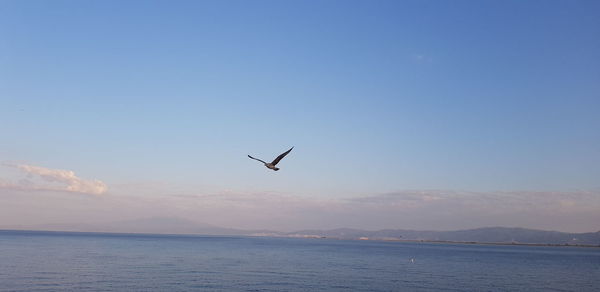 Seagull flying over sea against sky