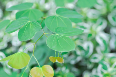 Close-up of green leaves on plant