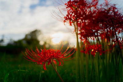 Close-up of red flowering plant on field against sky