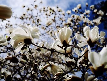 Close-up of white flowers