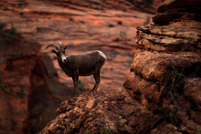 Wild goat on rock