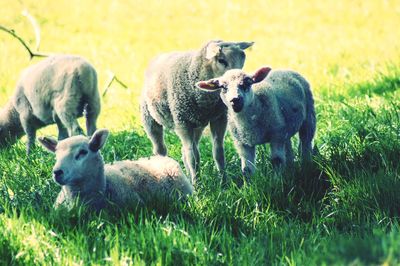 Sheep in a field