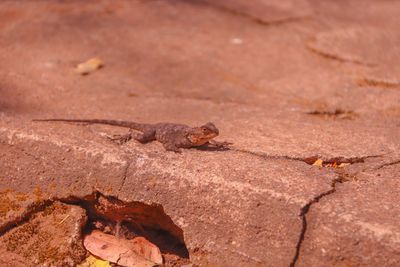 High angle view of lizard on rock