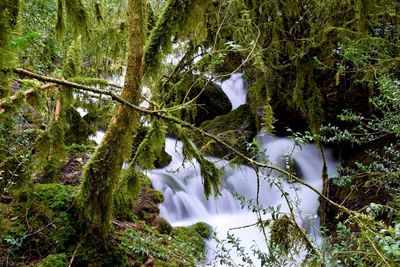 Stream flowing through a forest