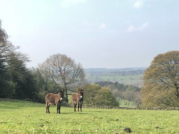 Horses grazing in a field