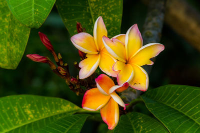 Close-up of yellow flowers and leaves on plant