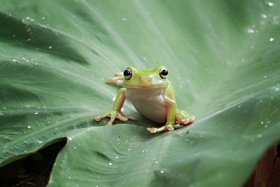 Close-up of frog on leaves