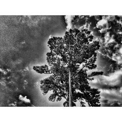 Low angle view of trees against sky