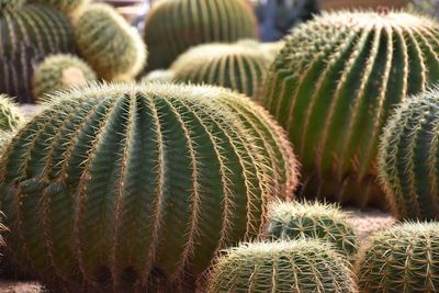 Close-up of cactus growing on field