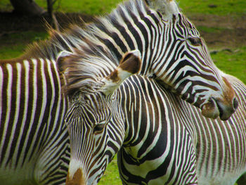 Close-up of zebra