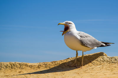 Seagull perching on a rock