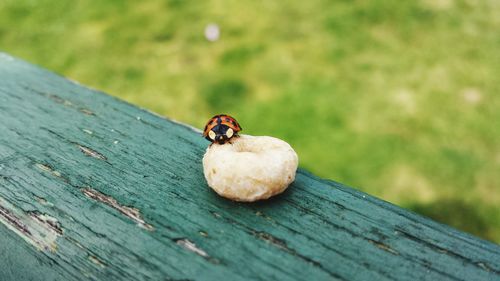 Close-up of ladybug on wood