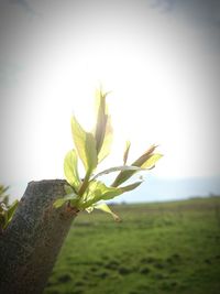 Close-up of plant against sky