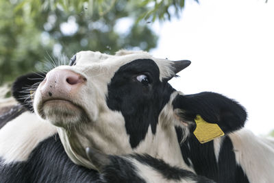 Close-up of cow